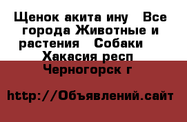 Щенок акита ину - Все города Животные и растения » Собаки   . Хакасия респ.,Черногорск г.